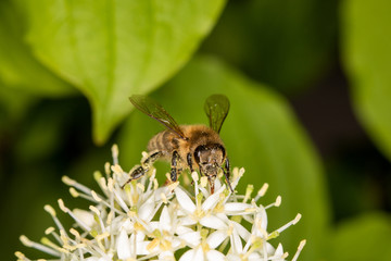 Bee full of pollen collecting nectar