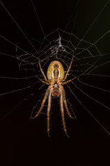 A creepy brown spider in a spiderweb
