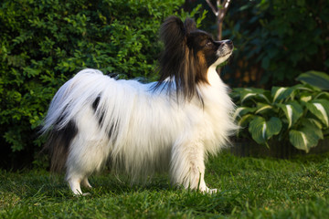 dog of the breed papillon in the garden