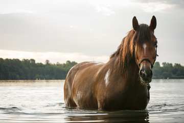 Pferd im See
