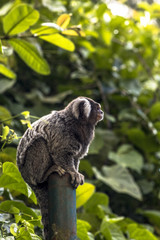 Small monkey popularly known as White-Tailed Sagittarius, Callithrix jacchus, in an area of Atlantic Forest in the neighborhood of Intrerlagos,  south of Sao Paulo