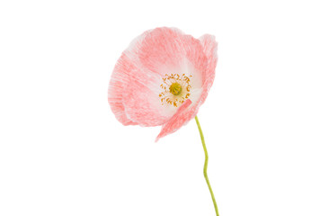 beautiful poppy isolated