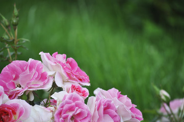 Blooming pink rose on a green blur background