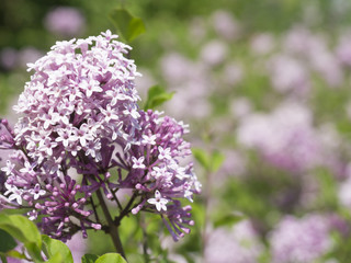 close up blooming violet common lilac (Syringa vulgaris)selective focus, green and lilac natural bokeh background