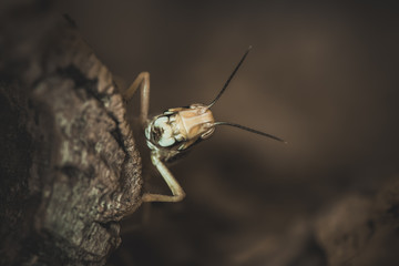 Stay still and they may not see me