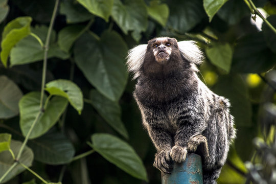 Small monkey popularly known as White-Tailed Sagittarius, Callithrix jacchus, in an area of Atlantic Forest in the neighborhood of Intrerlagos,  south of Sao Paulo