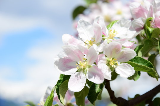 Apfelblüte, Blütezeit in Südtirol