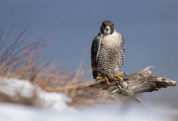 Peregrine Falcon