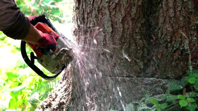 Lumberjack down tree chainsaw - (4K)