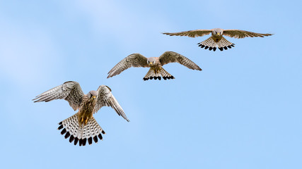 Ein Falke im Flug (Falco)