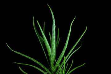 Aloe Vera Leaves Against a Black Background