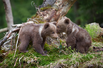 Fototapeta na wymiar Wild brown bear cub closeup