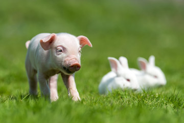 Piglet and white rabbit on spring green grass on a farm