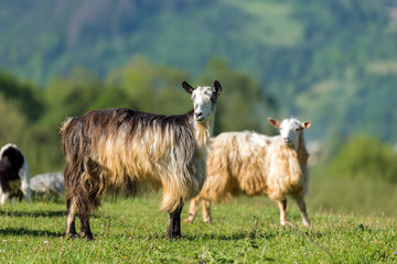 Goat on the green summer meadow