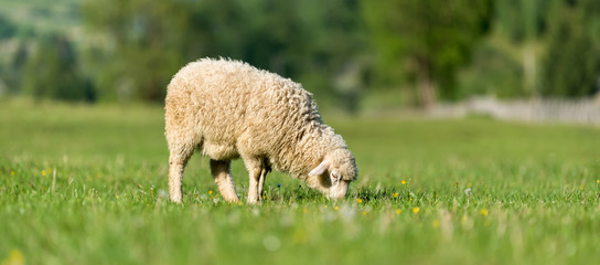Naklejka premium Sheep in a meadow in the mountains
