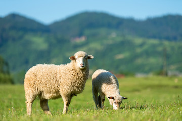 Schafe auf einer Wiese in den Bergen