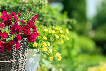 Bright flowers on streets