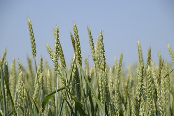 Spikelets of green wheat. Ripening wheat in the field.