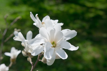 Fototapeta na wymiar Blooming white Magnolia in the park