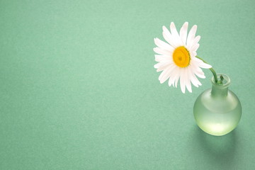 Beautiful white daisy on a green background. Flat lay, top view, copy space
