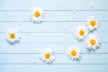 Flowers composition. Frame made of flowers white chamomile on a light blue wooden rustic background.  Flat lay, top view, copy space 