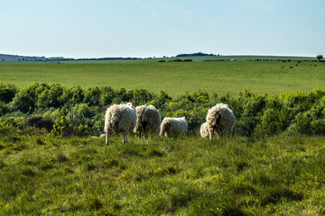 Fototapeta premium Sussex Landscape Running Sheep