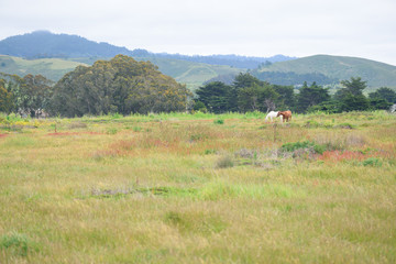 Fototapeta na wymiar Horses grazing on green grass on private ranch
