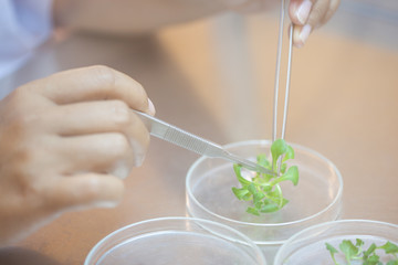 Scientist cutting plant tissue culture in petri dish.