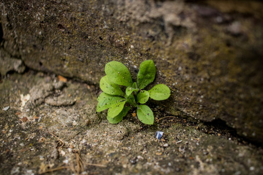 Small Green Shurbery/Plant Growing From Concrete