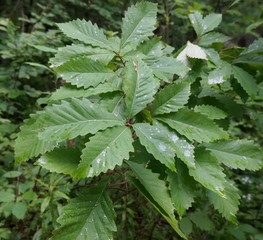 Chestnut Oak