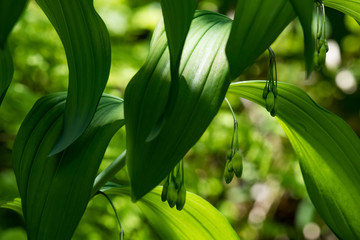 Smooth Solomon's-seal close-up