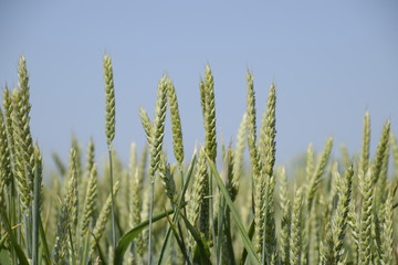Spikelets of green wheat. Ripening wheat in the field.