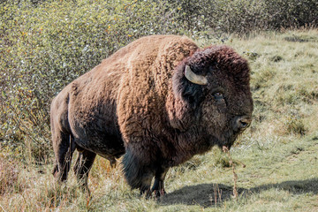 Bison