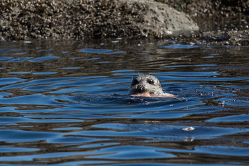 Seal with jellyfish