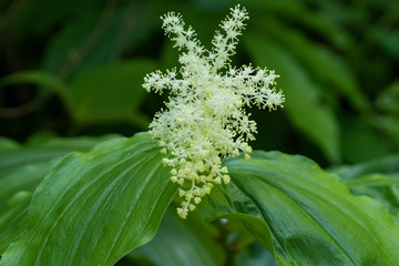 False Solomon's-seal close-up