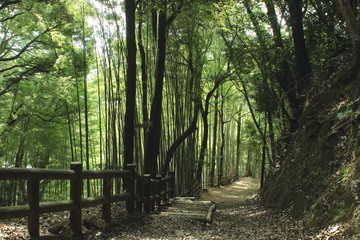 京都　天王山　竹林のこみち