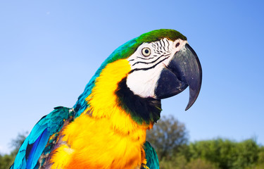 Fototapeta premium Head of Macaw at nature