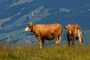 Fototapeta na wymiar Cow in the pasture - Austria..Kuh auf der Weide - Österreich