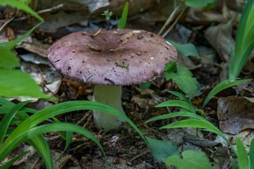 Wild Brown Mushroom Closeup on the Forest Floor
