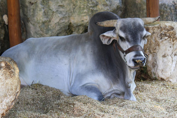 Prized brahma bull resting in Mexican stable.