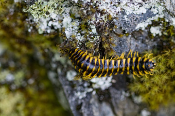 Brown and yellow millipede close-up