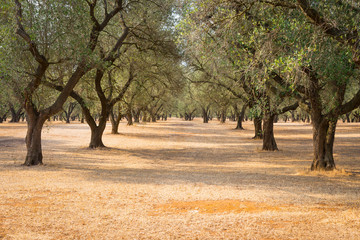 Olive trees plantation