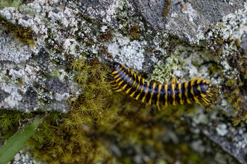 Brown and yellow millipede close-up