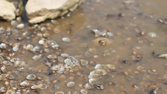 Wet colored seashells on the beach, river.