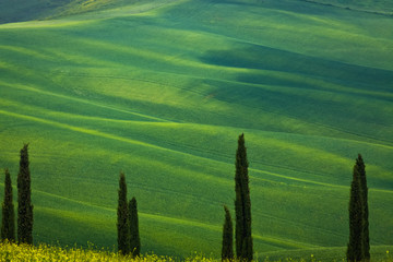 cypress trees against green rolling hills - summer in Tuscany, Italy