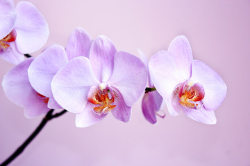 Fototapeta na wymiar Pink orchid. Branch of blooming decorative flower