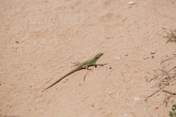 Green Lizard in the sand in the Fasano apulia Italy