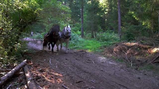 Horses pulling felled tree in forest - (4K)