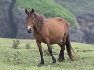 Fototapeta premium 与那国馬