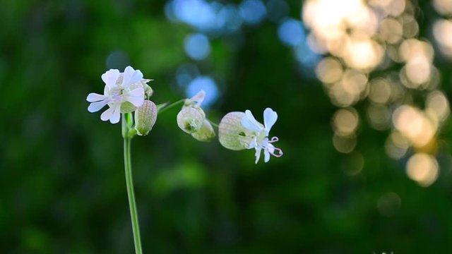 Silene vulgaris, bladder campion, maidenstears, seeds
